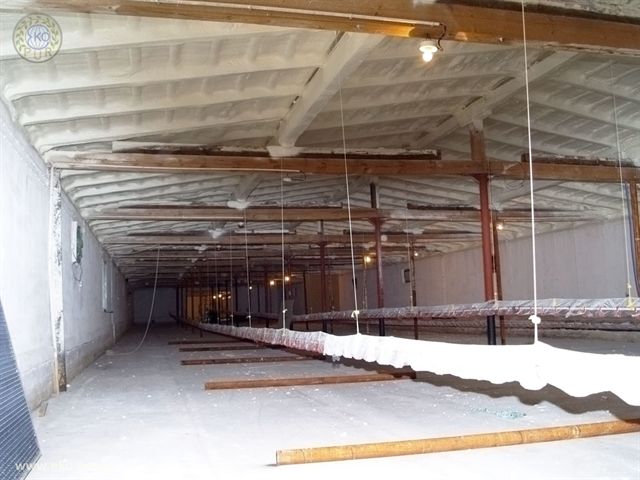 Wnętrze kurnika po wykonanej izolacji natryskowej, widoczne drewniane elementy konstrukcyjne i biała pianka na suficie oraz ścianach.