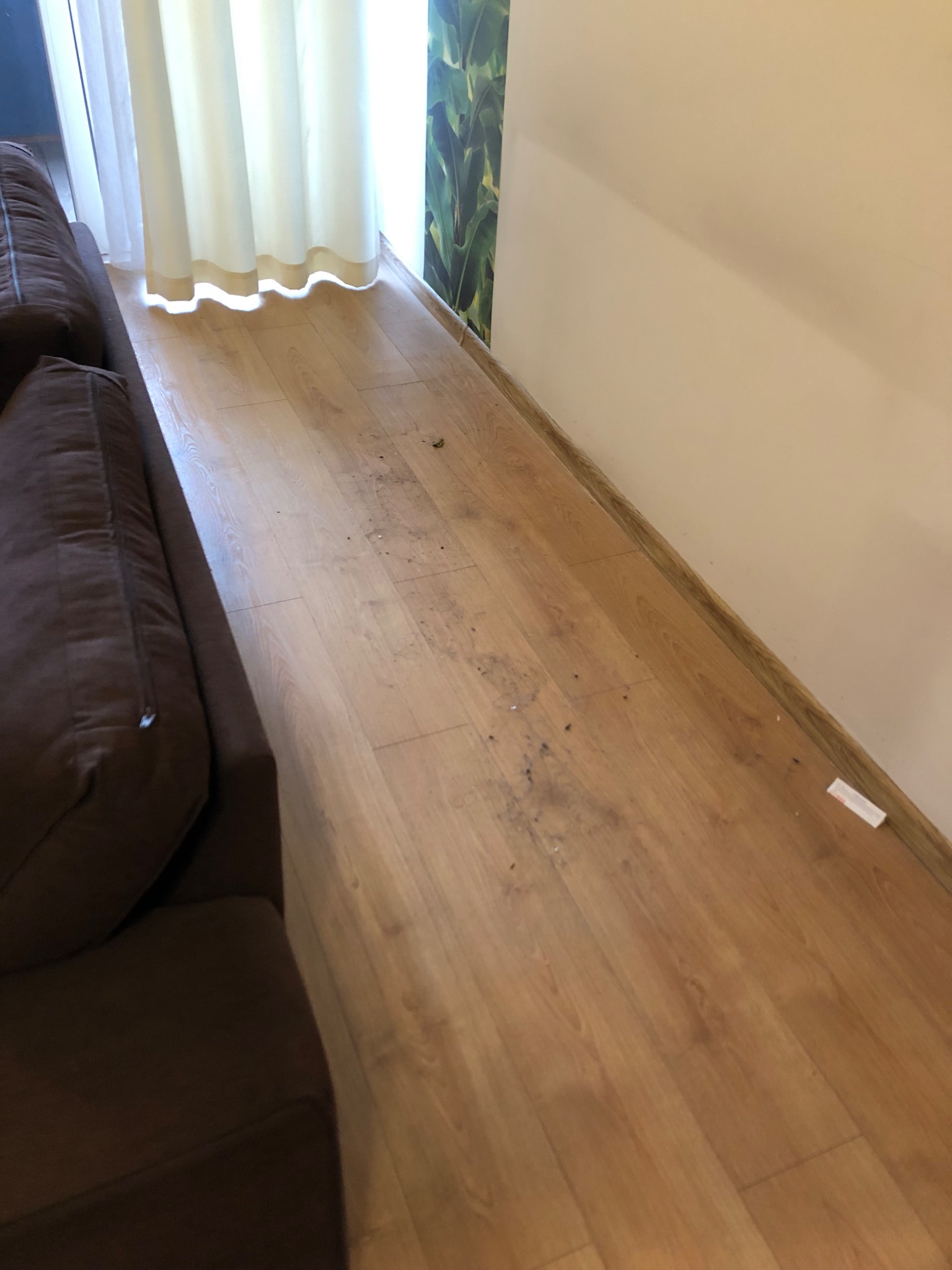 Podłoga z paneli z widocznymi zabrudzeniami w rogu pokoju, obok brązowej sofy i jasnych zasłon, z fragmentem ściany z motywem roślinnym.