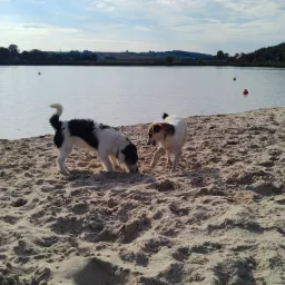 Dwa psy bawią się na piaszczystej plaży nad jeziorem w Miechowie, jeden w czarno-białe łaty węszy w piasku, drugi biały z brązowymi uszami stoi obok.