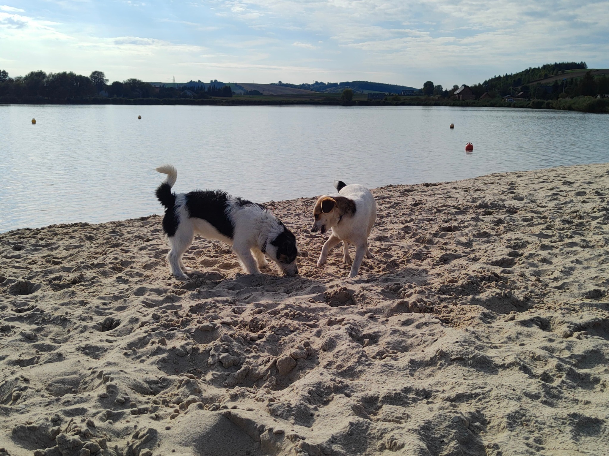 Dwa psy bawią się na piaszczystej plaży nad jeziorem w Miechowie, jeden w czarno-białe łaty węszy w piasku, drugi biały z brązowymi uszami stoi obok.