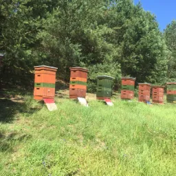 Rząd kolorowych uli na łące, w tle las iglasty, jeden ul oznaczony numerem 28.