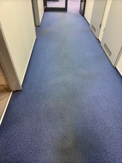 Korytarz biurowy z niebieską wykładziną dywanową, widoczne ciemniejsze plamy i ślady użytkowania przed czyszczeniem.