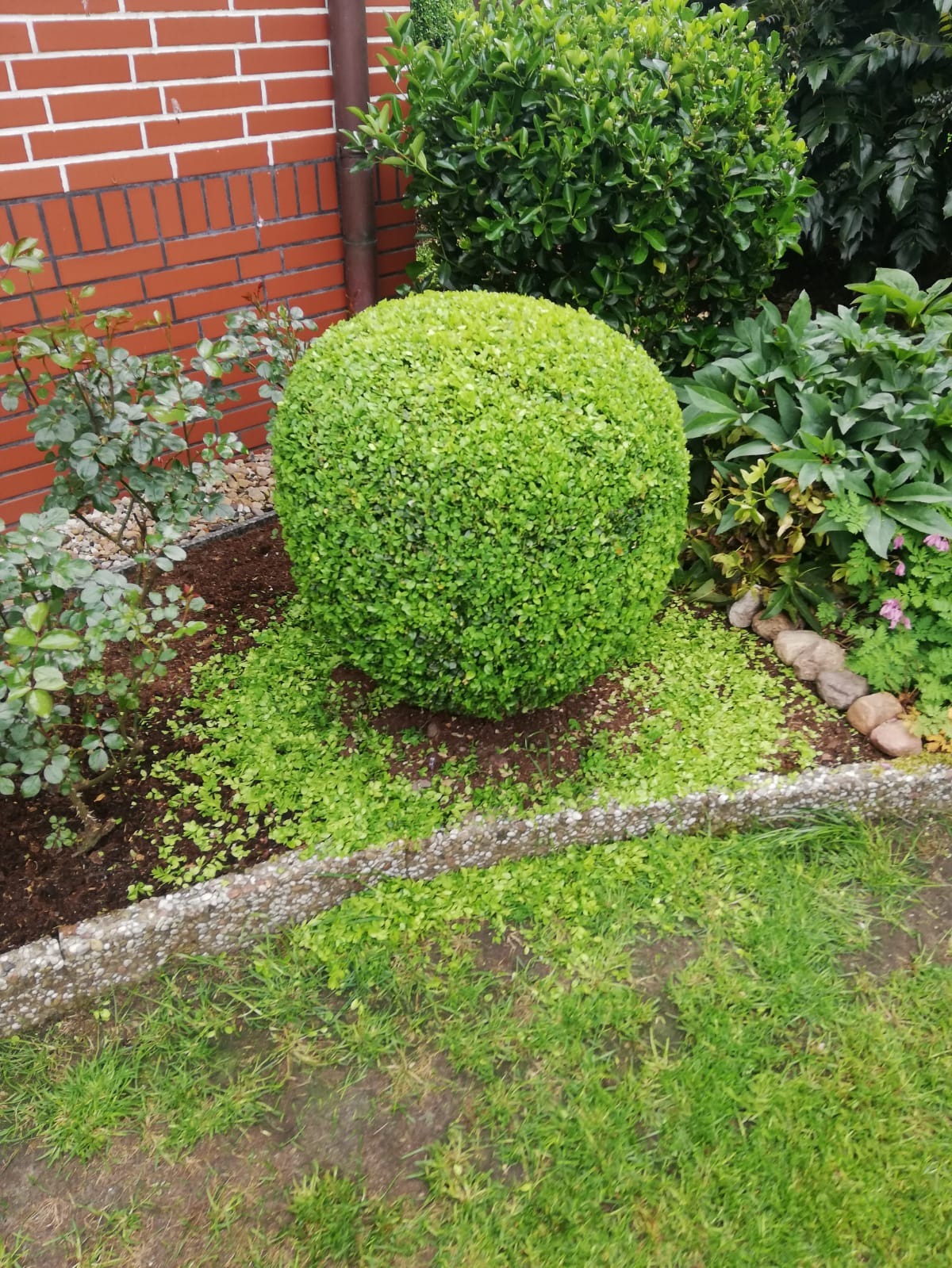 Krzew w kształcie kuli, świeżo przycięty, otoczony drobnymi odcięciami, na tle muru z czerwonej cegły i innych roślin w ogrodzie.