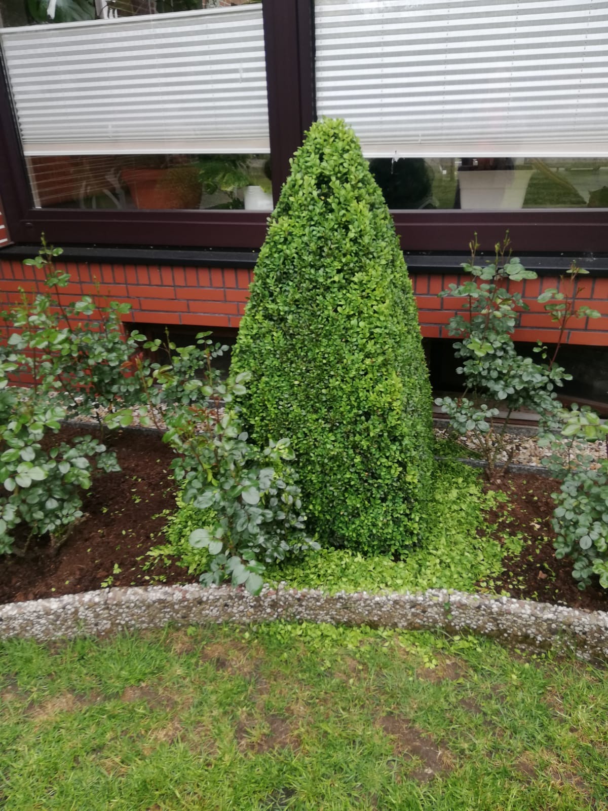 Stożkowo przycięty krzew bukszpanu obok ceglanego budynku z oknem, otoczony rabatą z krzewami róż i obrzeżem z kamieni
