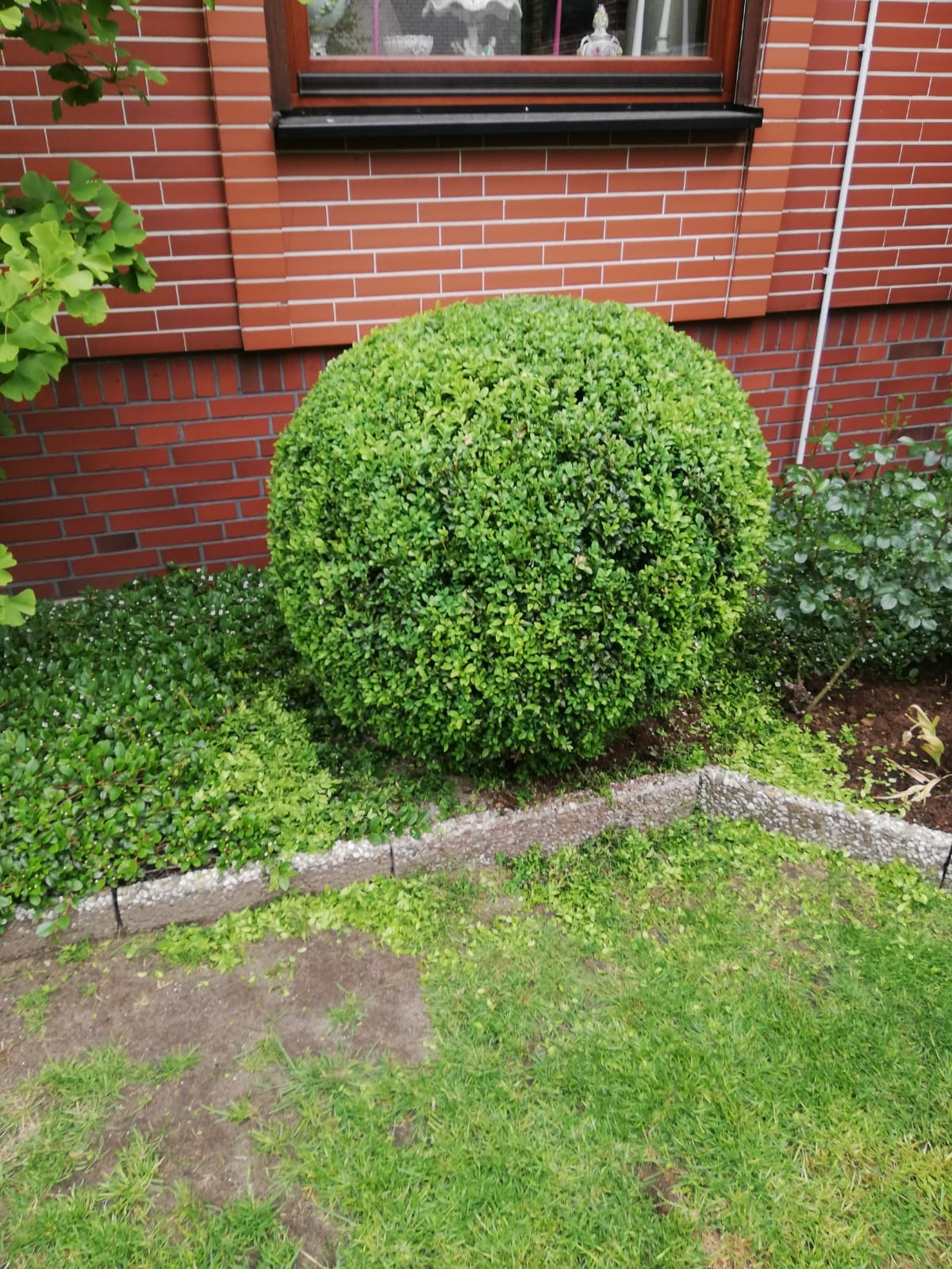Krzew w kształcie kuli, świeżo po przycięciu, z widocznymi obciętymi gałązkami na trawniku i obrzeżu rabaty, na tle ceglanej ściany domu z oknem.
