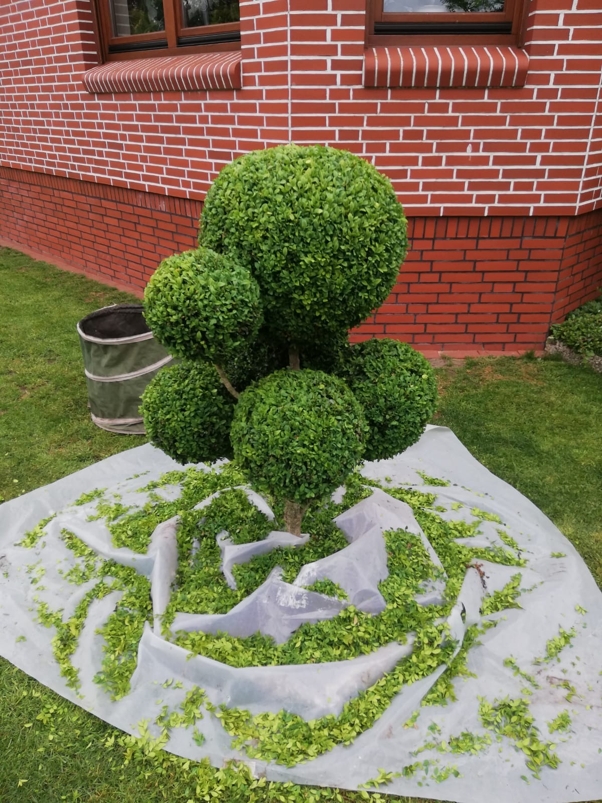 Krzew bukszpanu formowany w kule, po przycięciu, rozłożona folia ochronna pokryta obciętymi liśćmi, na trawniku przy ceglanym budynku.