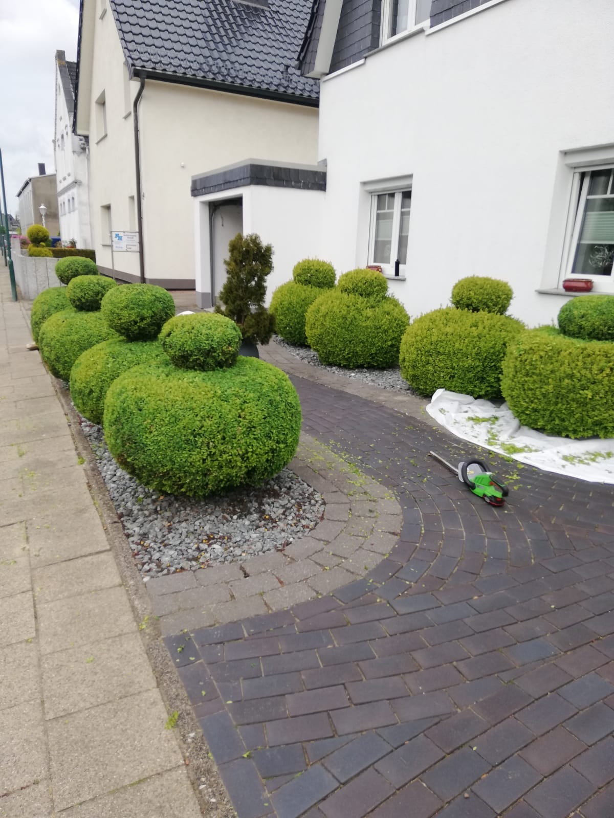 Równy rząd ozdobnych krzewów kulistych i stożkowych, świeżo po przycięciu, z zielonymi resztkami na kostce brukowej i białej płachcie, przed białym domem.