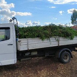 Sadzenie drzew i krzewów Sokółka