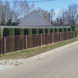 MarGaj Marcin Potaś - Równy szpaler przyciętych tuj wzdłuż brązowego ogrodzenia z siatki, widok z ulicy. Zadbany ogród z domem w tle, słoneczny dzień.