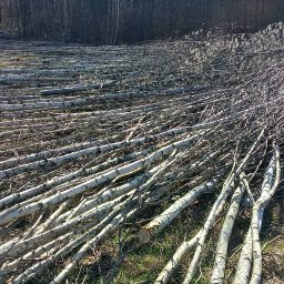 MarGaj Marcin Potaś - Ścięte, białe pnie drzew na trawiastym podłożu, w tle ciemny las. Widoczne ślady po wycince, świeże cięcia. Słoneczny dzień.