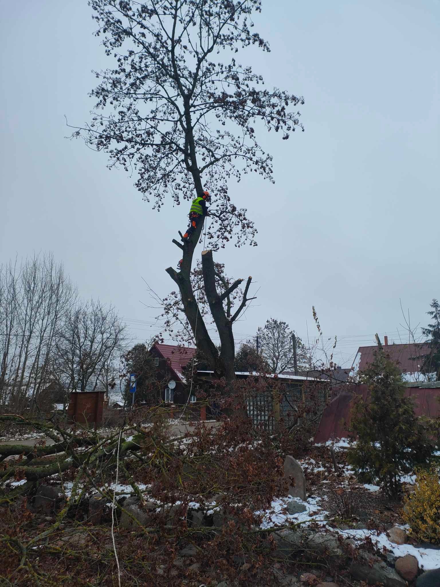Pracownik w uprzęży tnie drzewo w Trzciance. Wokół leżą ścięte gałęzie, a w tle widoczny dom z czerwonym dachem. Prace na wysokościach.