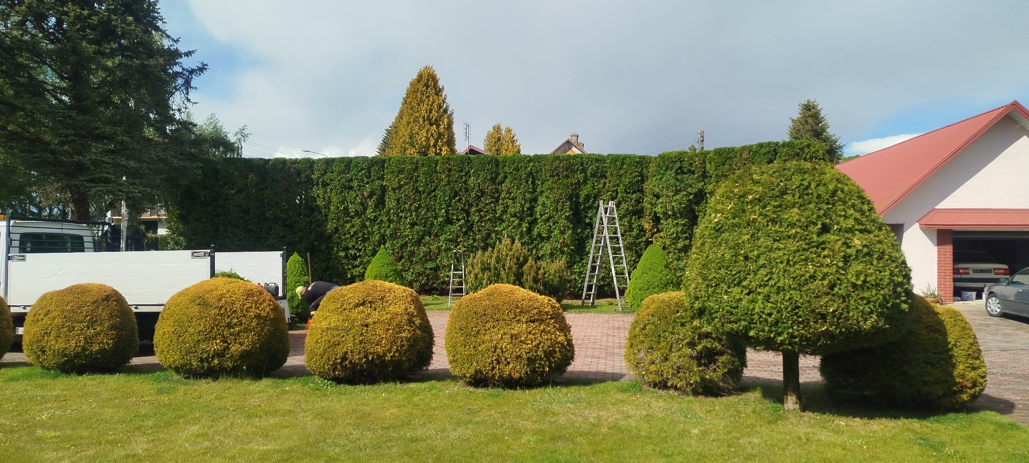 Formowane tuje kuliste i żywopłot z tui szmaragd, drabina oparta o żywopłot, trawnik, praca w toku, częściowo widoczny samochód dostawczy i budynek w tle.
