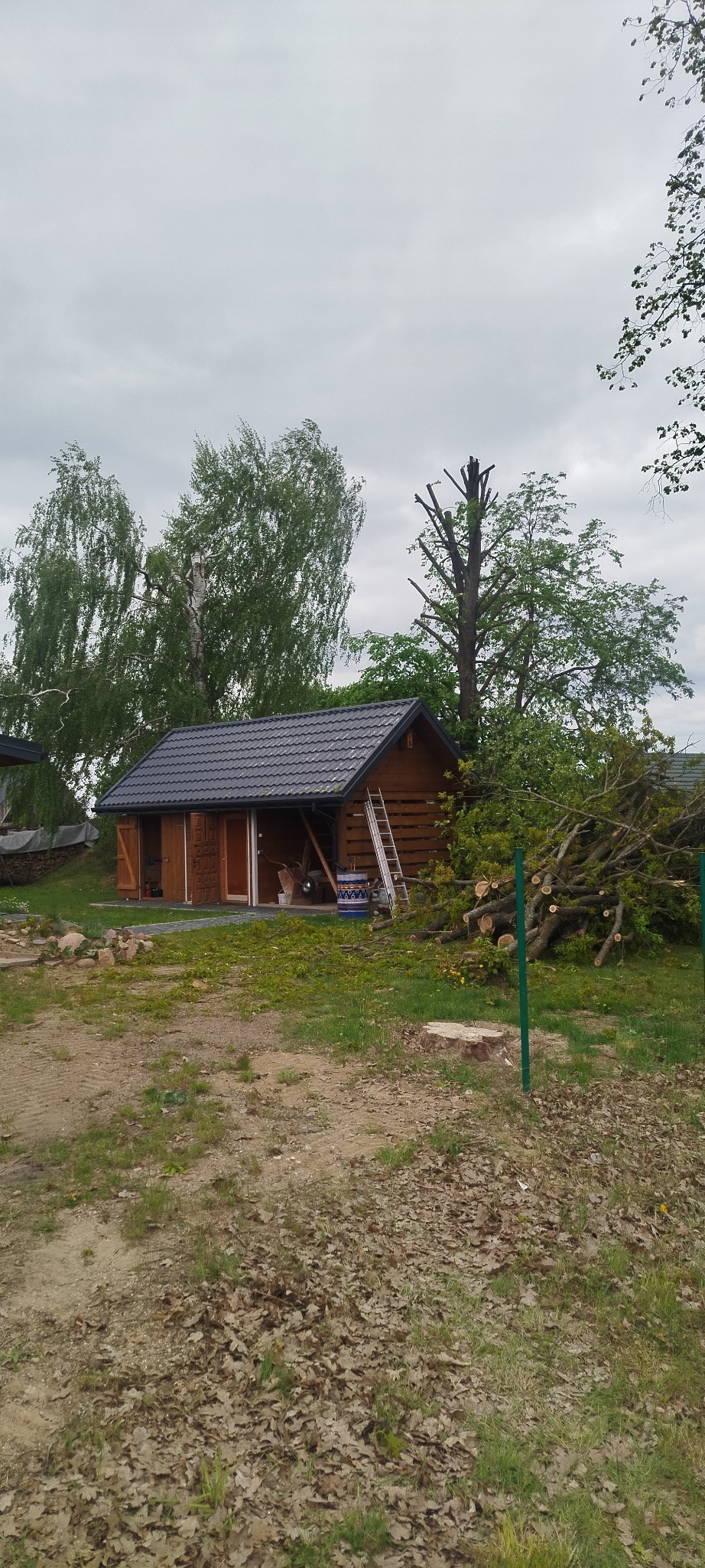 Po wycince: drewniany budynek gospodarczy, obok ścięte gałęzie i pień drzewa. W tle drzewa liściaste i pochmurne niebo. Widoczne ślady po wycince.