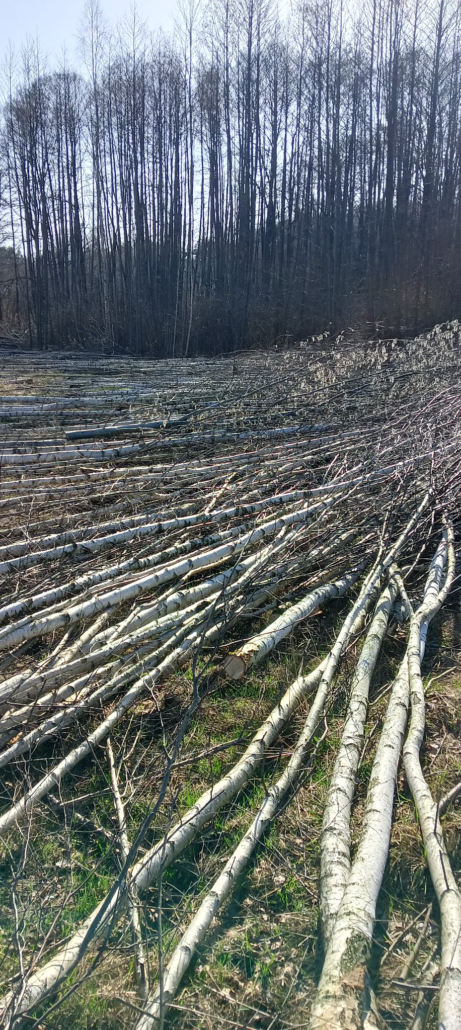 Ścięte, białe pnie drzew na trawiastym podłożu, w tle ciemny las. Widoczne ślady po wycince, świeże cięcia. Słoneczny dzień.
