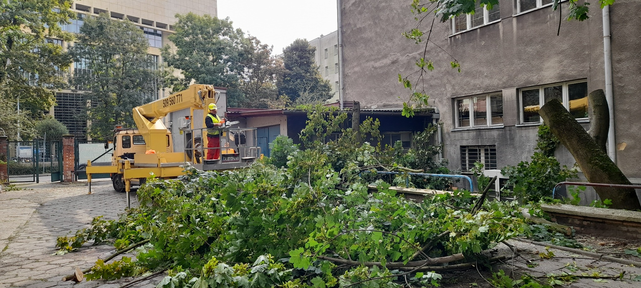 Pracownik w żółtym kasku i czerwonych spodniach na podnośniku koszowym przycina drzewo piłą spalinową. Na ziemi leżą odcięte gałęzie, w tle budynek z szarego betonu.