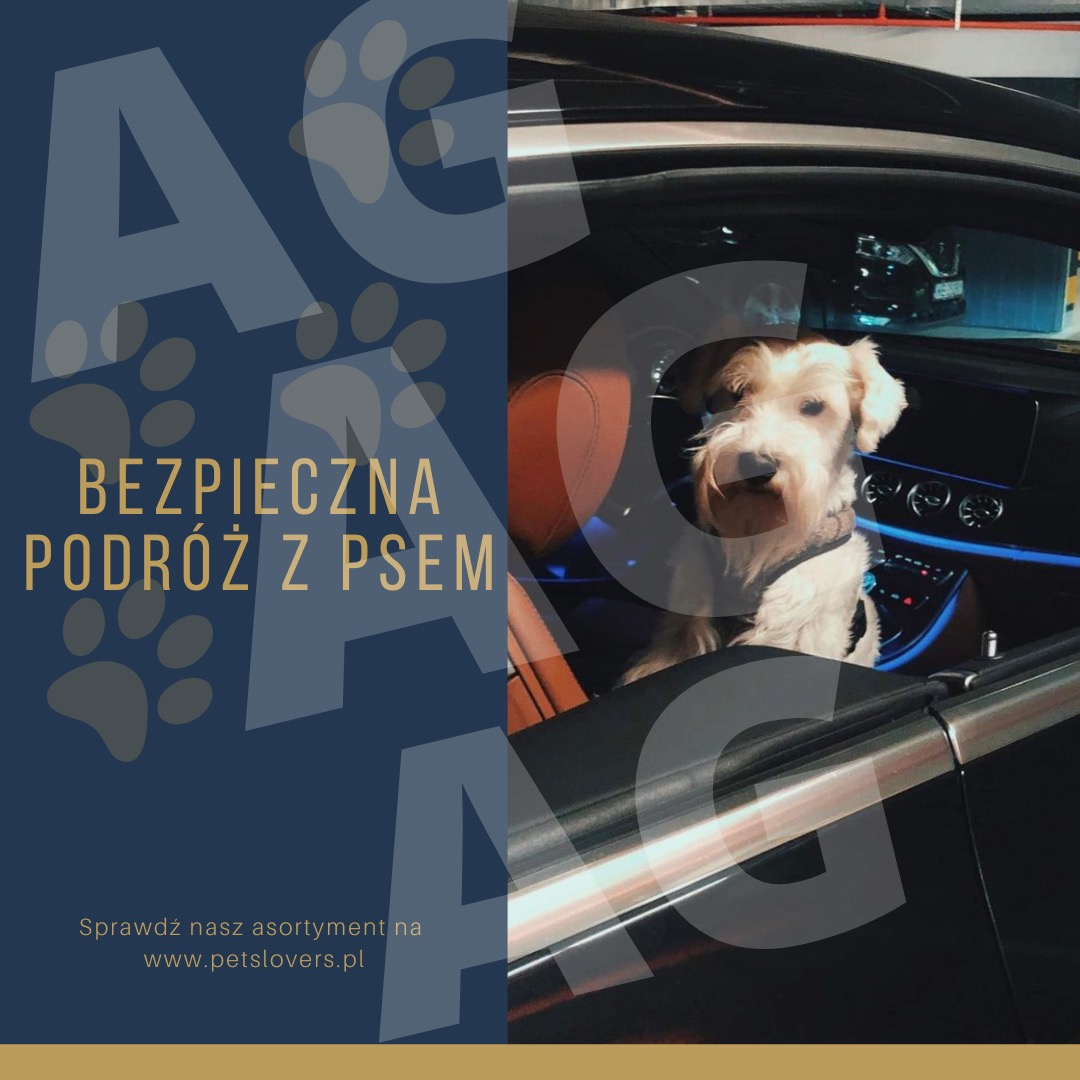 Pies rasy sznaucer miniaturowy w uprzęży siedzi na fotelu pasażera w luksusowym samochodzie z niebieskim podświetleniem deski rozdzielczej. Na zdjęciu widoczny jest tekst 'Bezpieczna podróż z psem'...