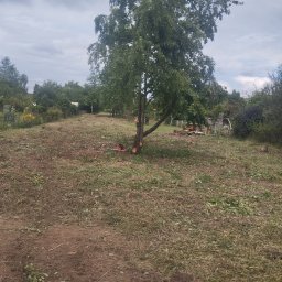 Firma Handlowo-Usługowa Dominik Smarzoch - Drzewo po częściowym usunięciu gałęzi, z widocznymi śladami cięcia i leżącą obok piłą spalinową, na trawniku pokrytym resztkami gałęzi, w tle inne drzewa i zabudowania.