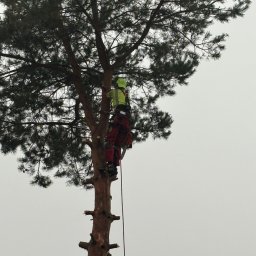 Wycinka drzew Reńska Wieś 4