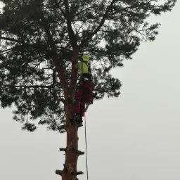 Arborysta w kasku i uprzęży, w trakcie wspinaczki na wysoką sosnę, z linami i sprzętem do asekuracji, przygotowuje się do pracy na drzewie.