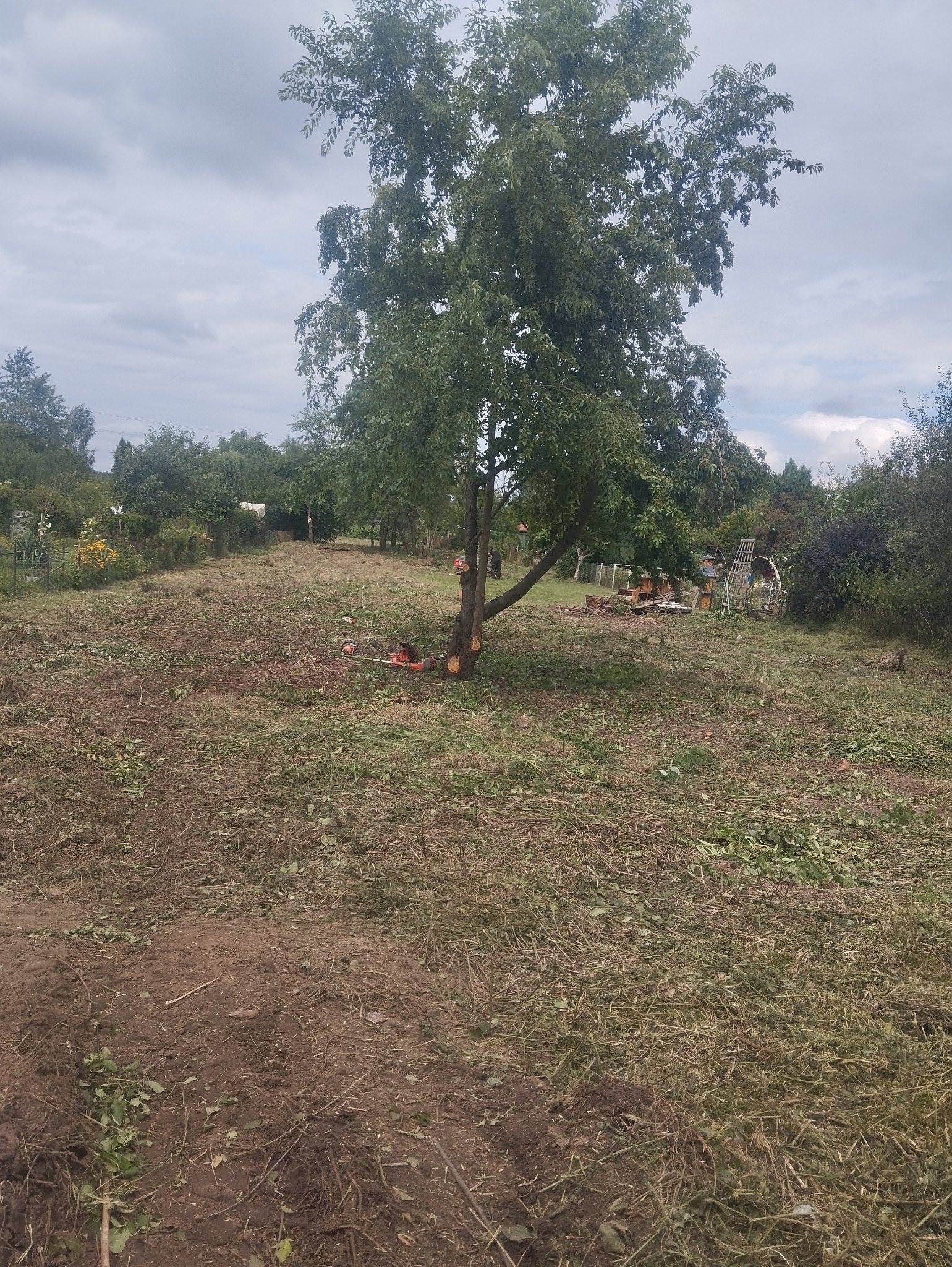 Drzewo po częściowym usunięciu gałęzi, z widocznymi śladami cięcia i leżącą obok piłą spalinową, na trawniku pokrytym resztkami gałęzi, w tle inne drzewa i zabudowania.