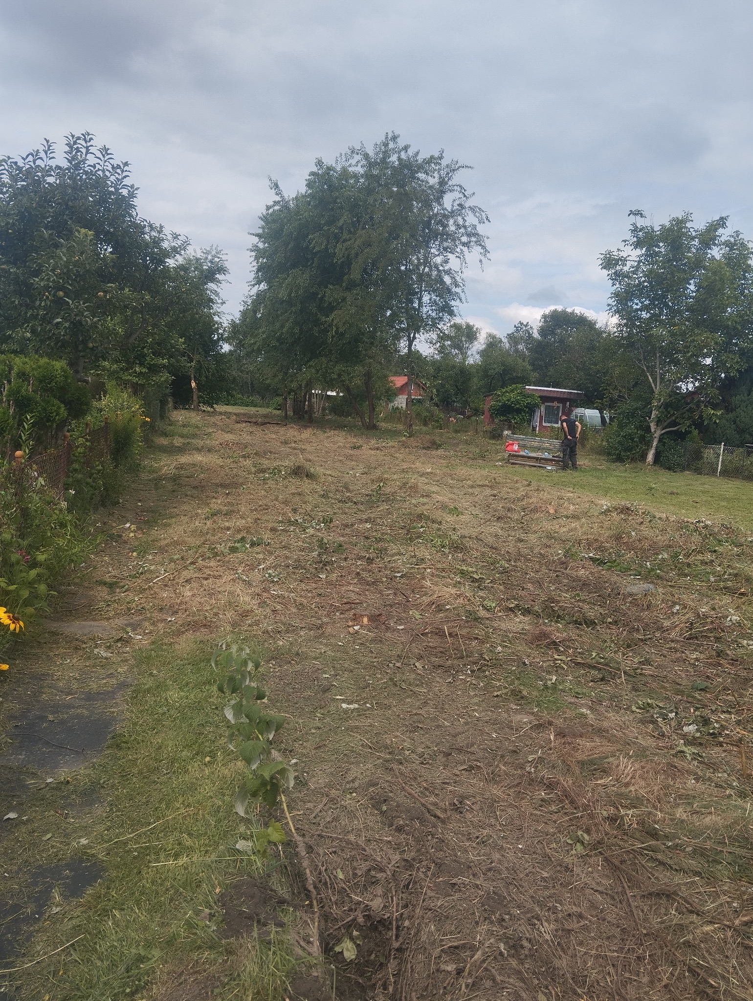 Teren po wycince drzew z widocznym pracownikiem i stertą pociętych gałęzi, w tle zabudowania gospodarcze.