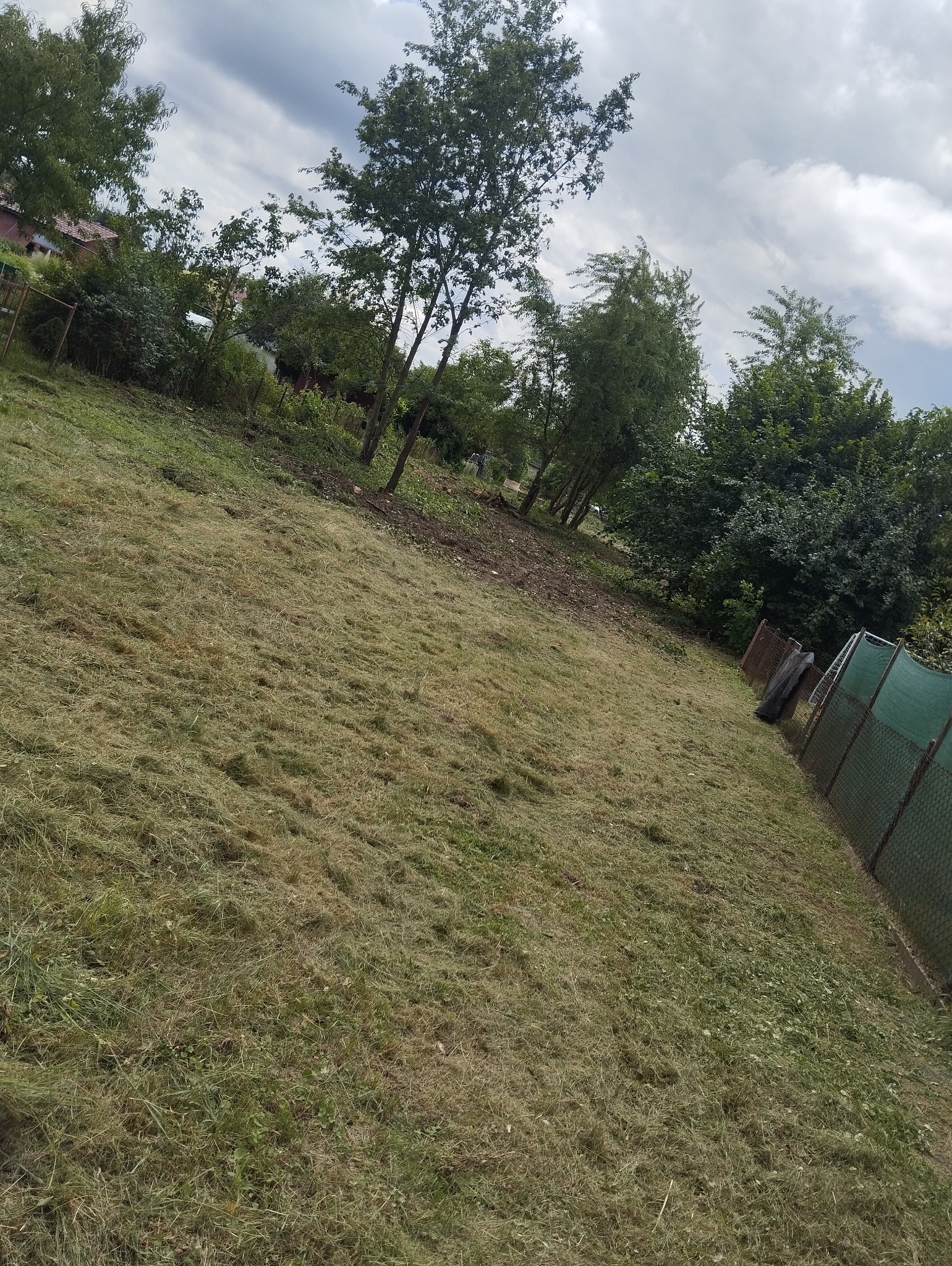 Świeżo skoszona trawa na nierównym terenie z widocznymi drzewami i ogrodzeniem z siatki w tle, pochmurne niebo.