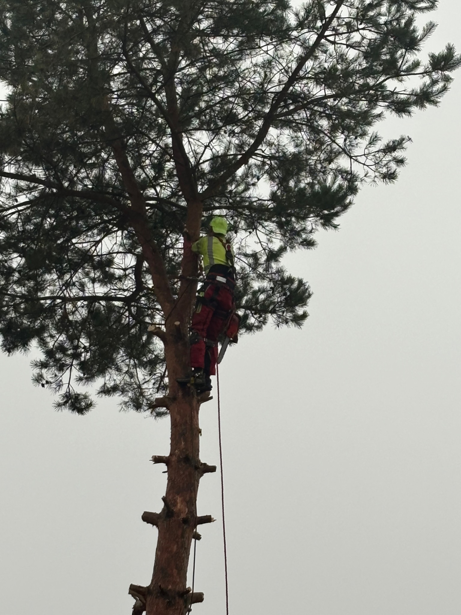 Arborysta w kasku i uprzęży, w trakcie wspinaczki na wysoką sosnę, z linami i sprzętem do asekuracji, przygotowuje się do pracy na drzewie.