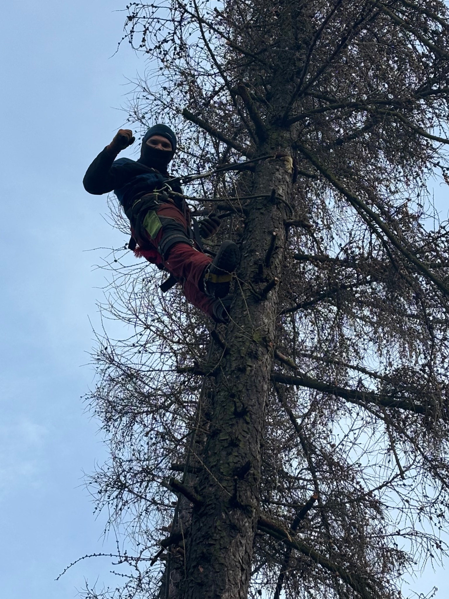 Arborysta w masce na drzewie bez liści, z linami asekuracyjnymi, unosi pięść w geście triumfu, widok z dołu.