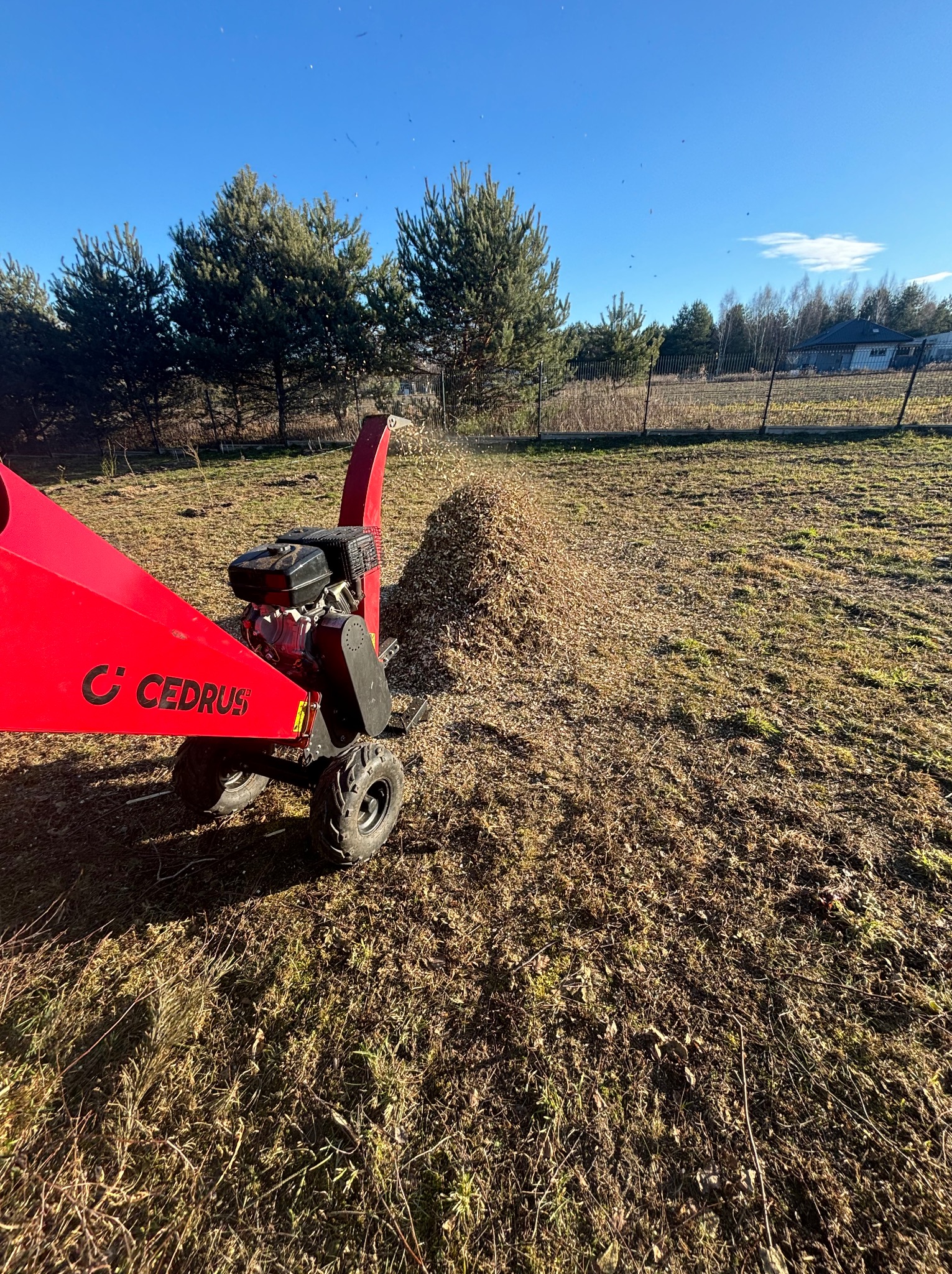 Czerwony rębak spalinowy Cedrus w trakcie pracy, wyrzucający zrębki na trawnik na tle drzew iglastych i błękitnego nieba.