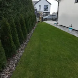 Równy trawnik przylegający do rzędu tuj obsypanych korą, nowoczesny dom w tle, widoczne ślady po koszeniu trawy.