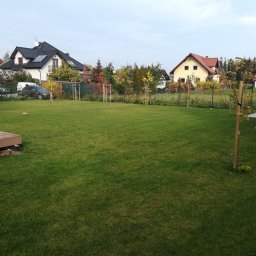 Wycinka drzew Wrocław 1