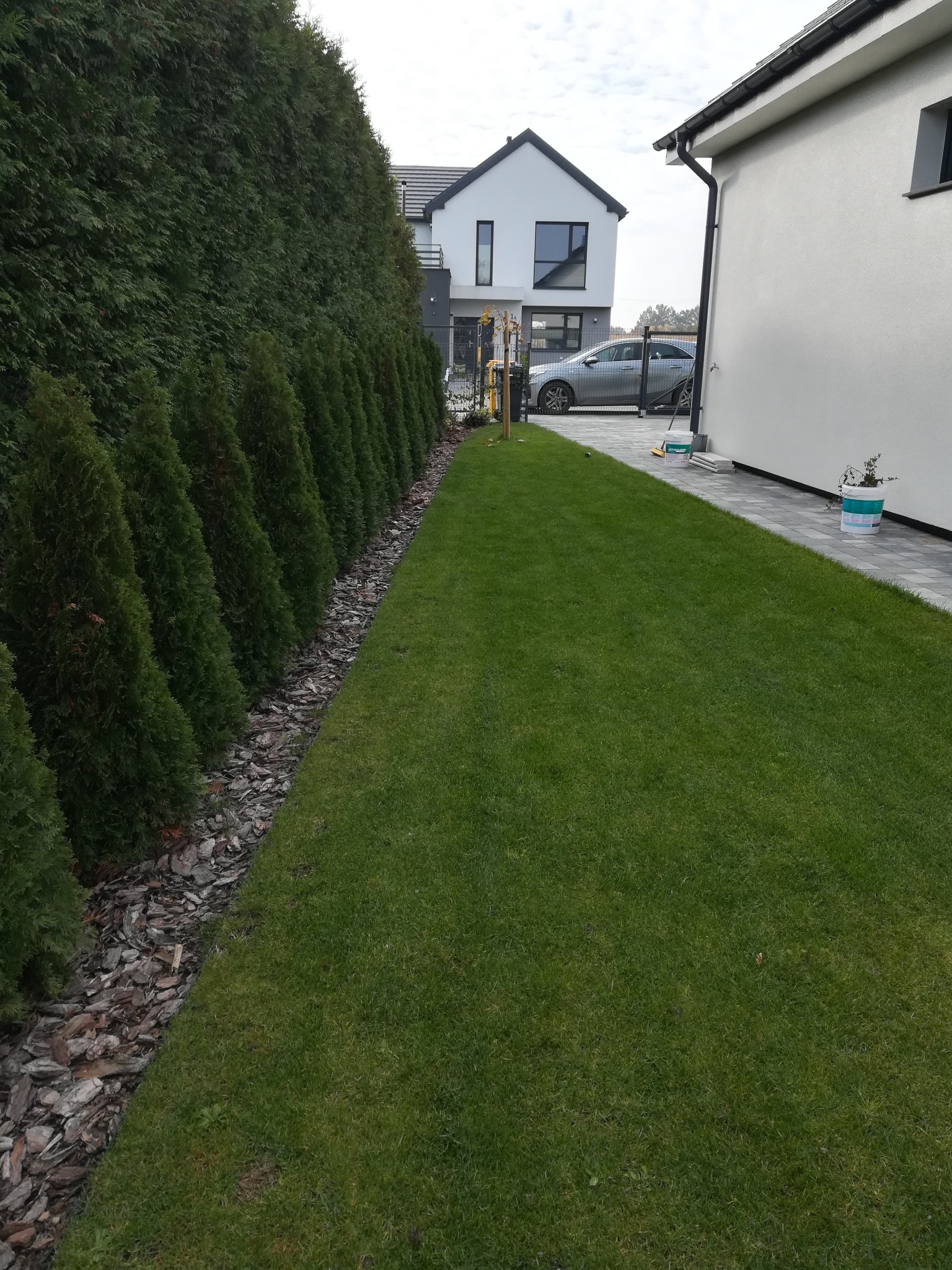Równy trawnik przylegający do rzędu tuj obsypanych korą, nowoczesny dom w tle, widoczne ślady po koszeniu trawy.