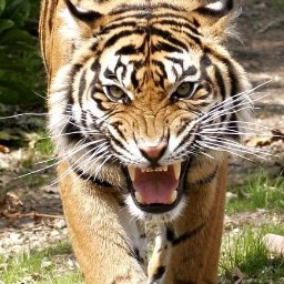 Henryk Giertler TYGRYSEK