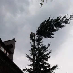 Pracownik w uprzęży, z piłą łańcuchową, przycina gałęzie wysokiej choinki w pobliżu budynku z kominem, na tle pochmurnego nieba.