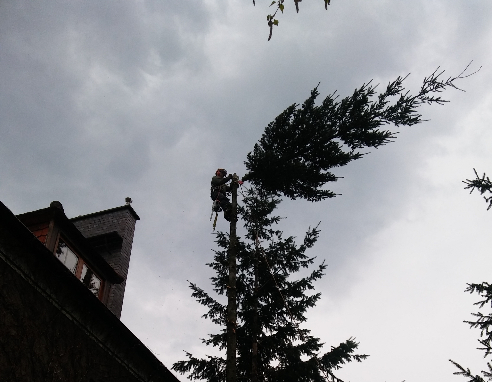Pracownik w uprzęży, z piłą łańcuchową, przycina gałęzie wysokiej choinki w pobliżu budynku z kominem, na tle pochmurnego nieba.