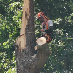 DREWEX S.C. - Arborysta w pomarańczowym kasku i uprzęży, zawieszony na linie, przycina uszkodzony pień drzewa, z widocznymi świeżymi cięciami i odłamkami drewna.