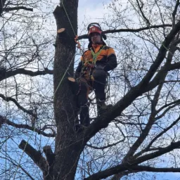 Arborysta w uprzęży, z kaskiem Husqvarna, na wysokim drzewie z obciętymi gałęziami, widoczne liny i gałęzie bez liści na tle błękitnego nieba.