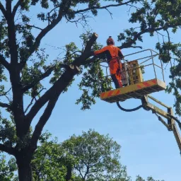 Pracownik w pomarańczowym kombinezonie na podnośniku koszowym przycina gałęzie wysokiego drzewa, widoczne świeżo obcięte konary na tle błękitnego nieba.