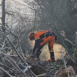 Sadzenie drzew i krzewów Kędzierzyn-Koźle