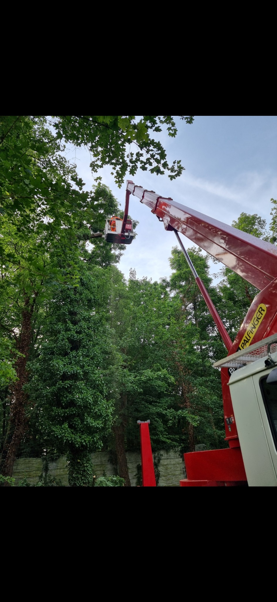 Pracownik w pomarańczowym kombinezonie w koszu podnośnika Palfinger, na tle zielonych drzew, wykonuje prace na wysokościach.