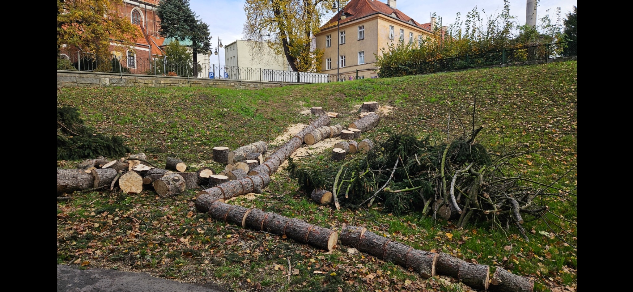Pocięte pnie drzewa ułożone wzdłuż zbocza trawnika, gałęzie i liście w tle zabudowa miejska.
