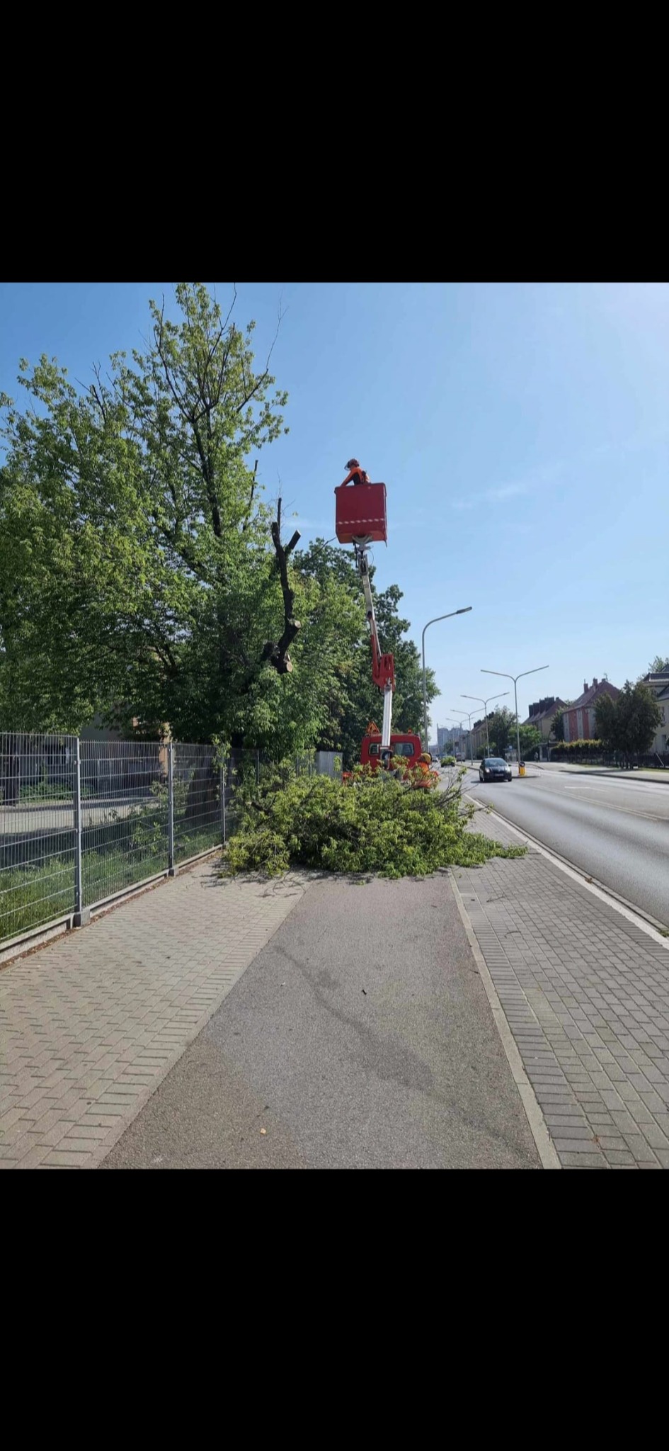 Pracownik w pomarańczowym kombinezonie w podnośniku koszowym przycina gałęzie drzewa rosnącego przy ulicy, obok leżą ścięte gałęzie.