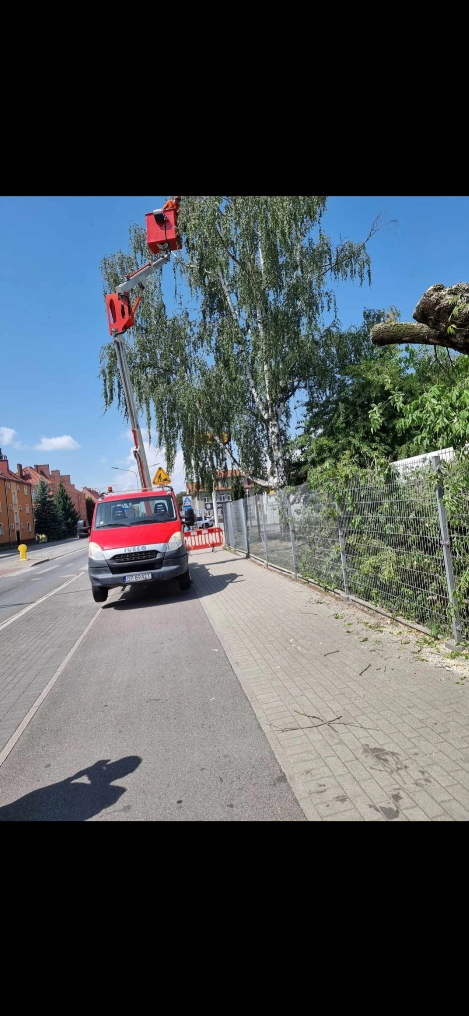 Czerwony podnośnik koszowy Iveco na ulicy, pracownik w pomarańczowym kombinezonie w koszu przycina gałęzie brzozy, na chodniku leżą drobne gałązki, w tle zabudowa miejska.