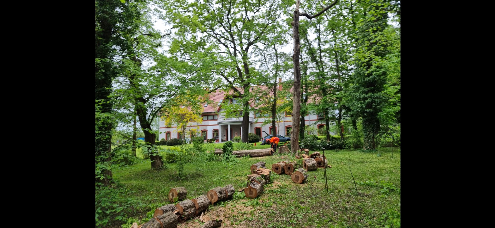 Ścięte pnie drzew ułożone w rzędzie na trawie przed dużym, białym domem z czerwonym dachem; w tle widoczna osoba w pomarańczowej kamizelce pracująca przy pniu.