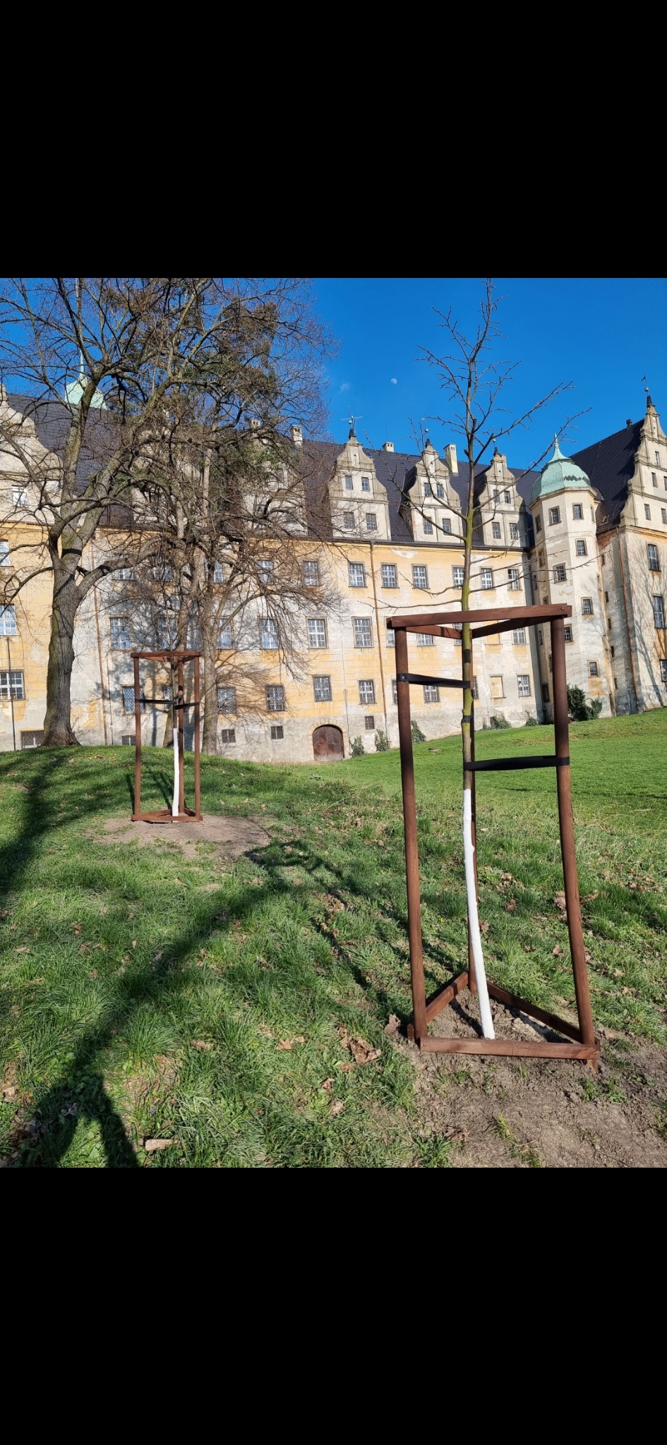 Dwa młode drzewka zabezpieczone drewnianymi konstrukcjami ochronnymi i owinięte białą osłonką, posadzone na trawniku przed zabytkowym zamkiem z wieżyczkami w słoneczny dzień.