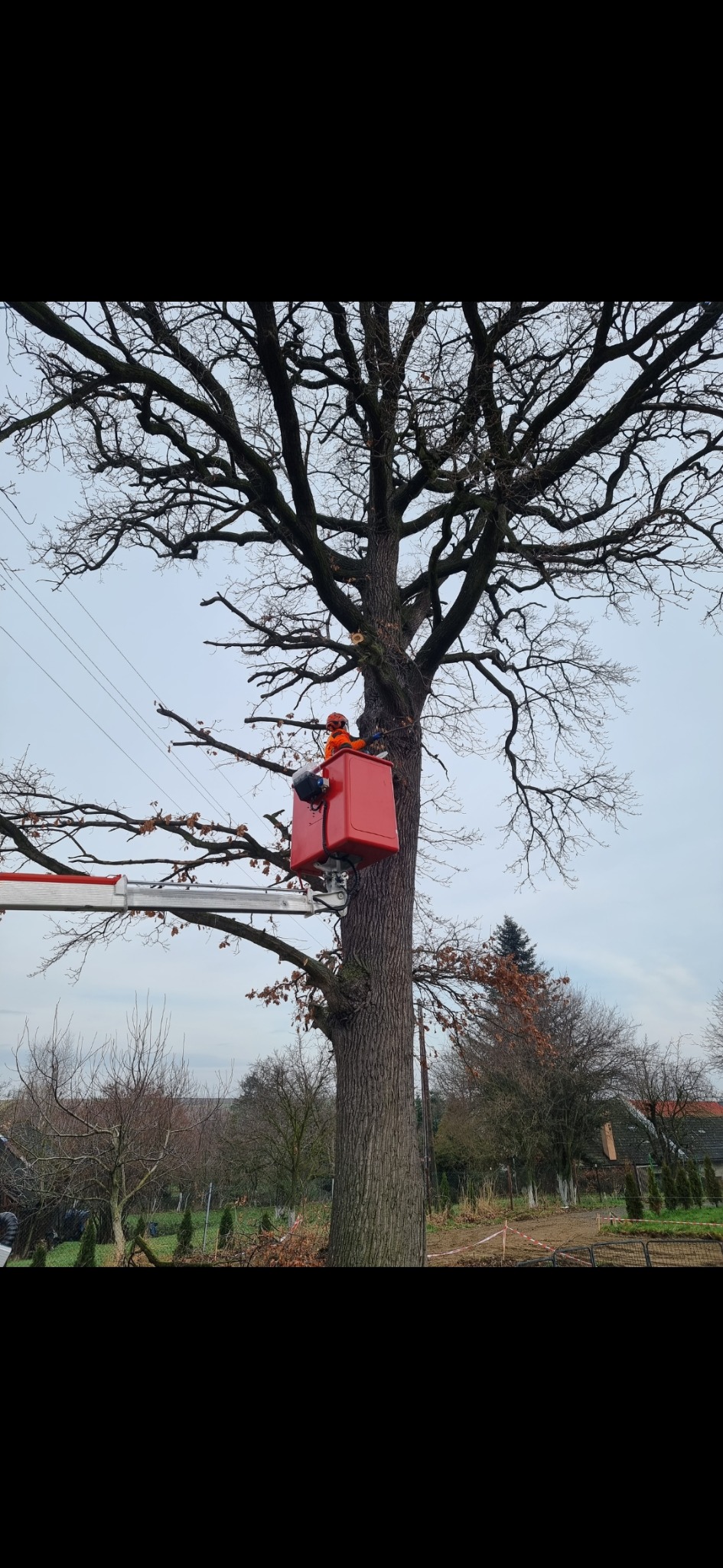 Pracownik w pomarańczowym kombinezonie i kasku, w podnośniku koszowym, przycina gałęzie wysokiego drzewa liściastego w okresie bezlistnym; widoczne świeżo obcięte konary.