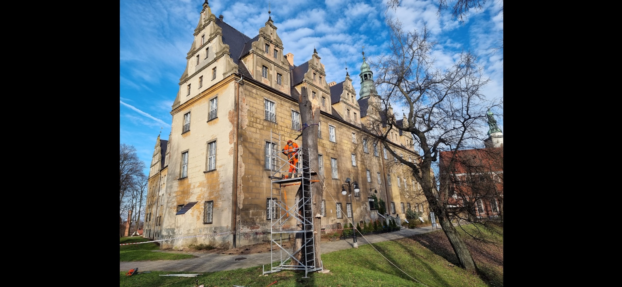 Pracownik w pomarańczowym kombinezonie na rusztowaniu, przy pniu drzewa przed zabytkowym budynkiem z licznymi oknami, przygotowuje się do wycinki.