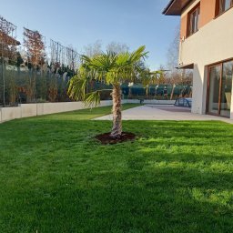 Magic Garden - Palma na trawniku przy nowoczesnym domu. Widoczne ogrodzenie z roślinnością i fragment basenu. Słoneczny dzień, równo skoszona trawa.