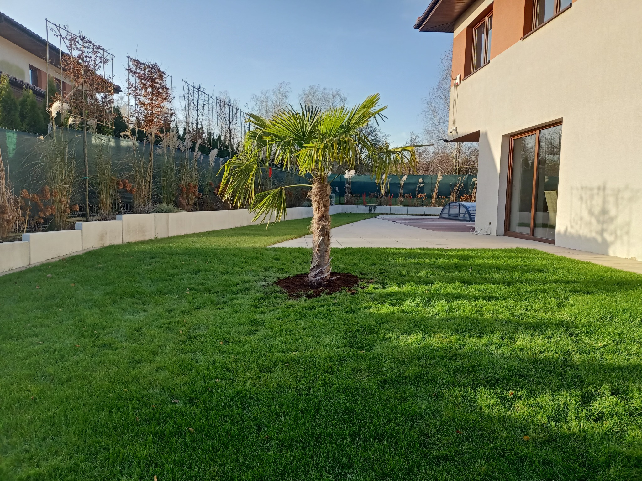 Palma na trawniku przy nowoczesnym domu. Widoczne ogrodzenie z roślinnością i fragment basenu. Słoneczny dzień, równo skoszona trawa.