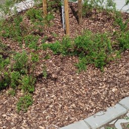 Wycinka drzew Gdańsk 2